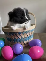 Skunk, a female Pomeranian for sale in Albemarle, NC – Photo 2 of 7