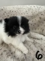 Skunk, a female Pomeranian for sale in Albemarle, NC – Photo 3 of 5