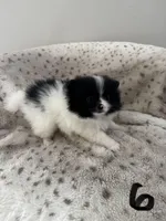 Skunk, a female Pomeranian for sale in Albemarle, NC – Photo 4 of 5