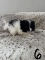 Skunk, a female Pomeranian for sale in Albemarle, NC – Photo 2 of 5