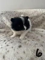 Skunk, a female Pomeranian for sale in Albemarle, NC – Photo 5 of 5