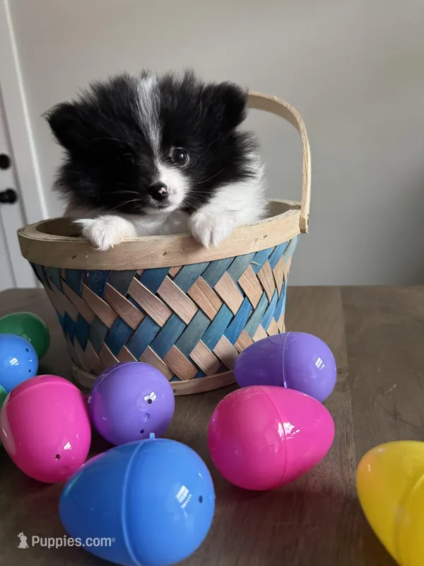 Skunk – Pomeranian puppy for sale in Albemarle, NC