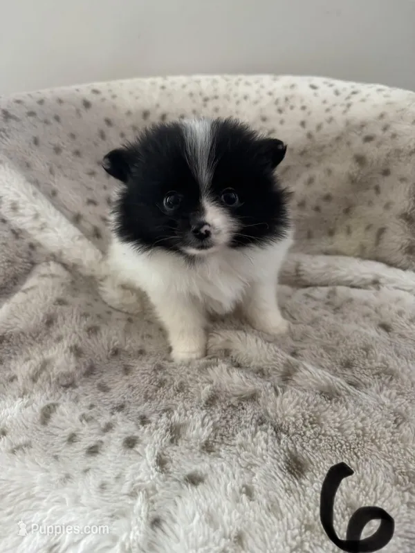 Skunk – Pomeranian puppy for sale in Albemarle, NC