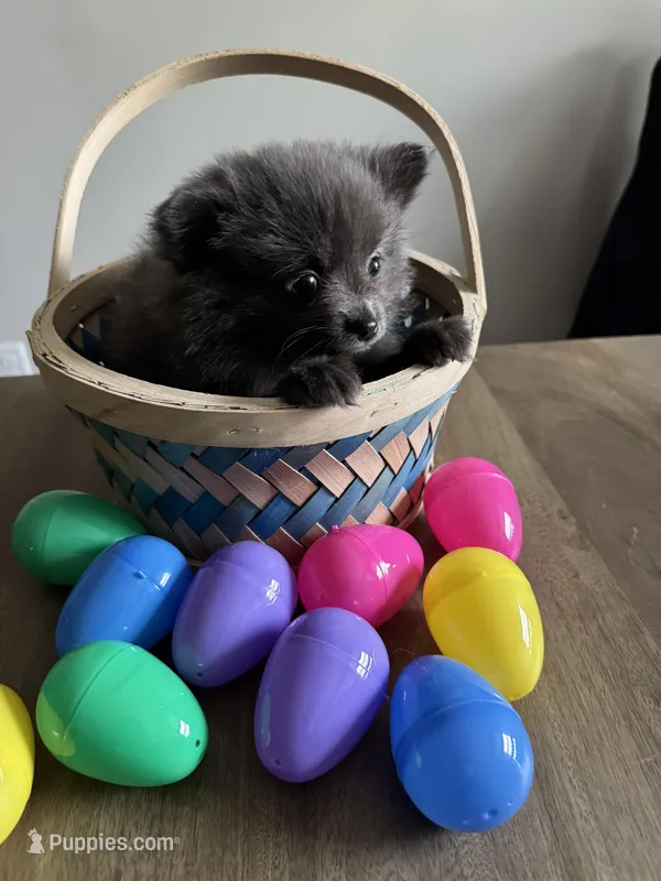 #7 lucky – Pomeranian puppy for sale in Albemarle, NC