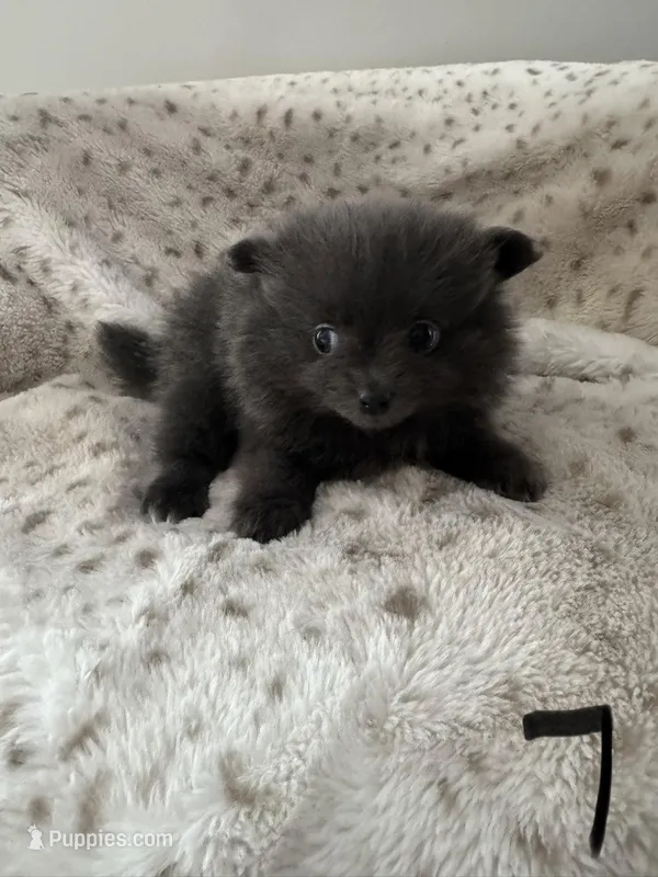 #7 lucky – Pomeranian puppy for sale in Albemarle, NC