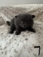 #7 lucky, a female Pomeranian for sale in Albemarle, NC – Photo 1 of 5