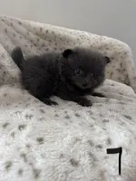 #7 lucky, a female Pomeranian for sale in Albemarle, NC – Photo 2 of 5