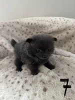 #7 lucky, a female Pomeranian for sale in Albemarle, NC – Photo 5 of 5