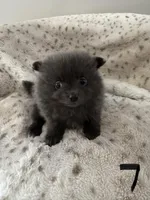 #7 lucky, a female Pomeranian for sale in Albemarle, NC – Photo 3 of 5