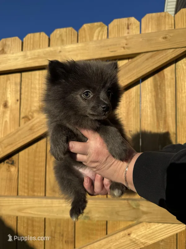 #7 lucky – Pomeranian puppy on hold in Albemarle, NC