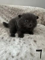 #7 lucky, a female Pomeranian for sale in Albemarle, NC – Photo 4 of 5