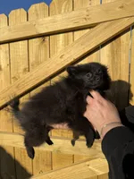 Puppy #1 midnight , a female Pomeranian for sale in Albemarle, NC – 5 of 10