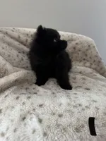 Puppy #1 midnight , a female Pomeranian for sale in Albemarle, NC – Photo 3 of 4