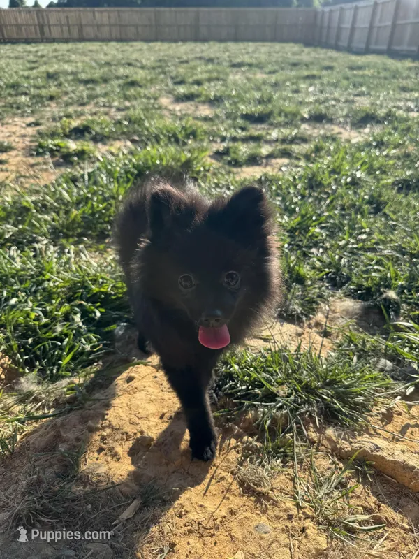 Puppy #1 midnight  – Pomeranian puppy for sale in Albemarle, NC