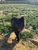 Puppy #1 midnight , a female Pomeranian for sale in Albemarle, NC – 1 of 10