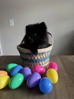 Puppy #1 midnight , a female Pomeranian for sale in Albemarle, NC – Photo 2 of 7