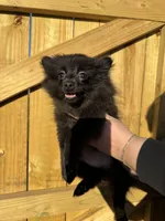 Puppy #1 midnight , a female Pomeranian for sale in Albemarle, NC – 2 of 10