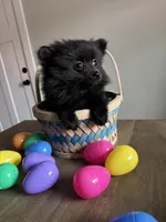 Puppy #1 midnight , a female Pomeranian for sale in Albemarle, NC – Photo 1 of 7