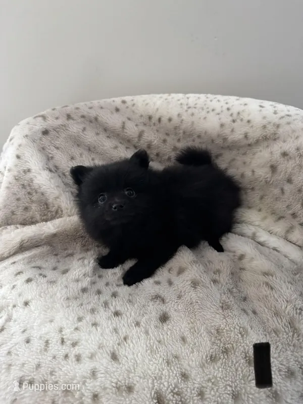 Puppy #1 midnight  – Pomeranian puppy for sale in Albemarle, NC