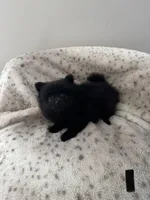 Puppy #1 midnight , a female Pomeranian for sale in Albemarle, NC – Photo 1 of 4