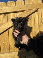Puppy #1 midnight , a female Pomeranian for sale in Albemarle, NC – 3 of 10