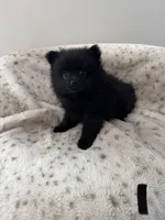 Puppy #1 midnight , a female Pomeranian for sale in Albemarle, NC – Photo 4 of 4