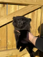 Puppy #1 midnight , a female Pomeranian for sale in Albemarle, NC – 4 of 10