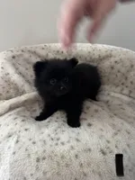 Puppy #1 midnight , a female Pomeranian for sale in Albemarle, NC – Photo 2 of 4