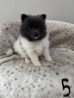 #5 King, a male Pomeranian for sale in Albemarle, NC – Photo 3 of 6