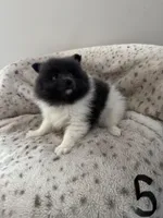 #5 King, a male Pomeranian for sale in Albemarle, NC – Photo 4 of 6