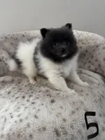 #5 King, a male Pomeranian for sale in Albemarle, NC – Photo 2 of 6