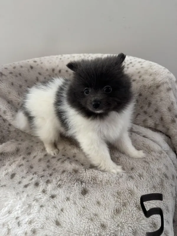 #5 King – Pomeranian puppy on hold in Albemarle, NC