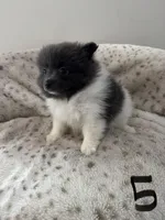 #5 King, a male Pomeranian for sale in Albemarle, NC – Photo 5 of 6