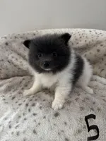 #5 King, a male Pomeranian for sale in Albemarle, NC – Photo 6 of 6