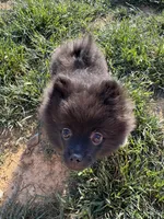#4 Thunder , a male Pomeranian for sale in Albemarle, NC – Photo 8 of 8