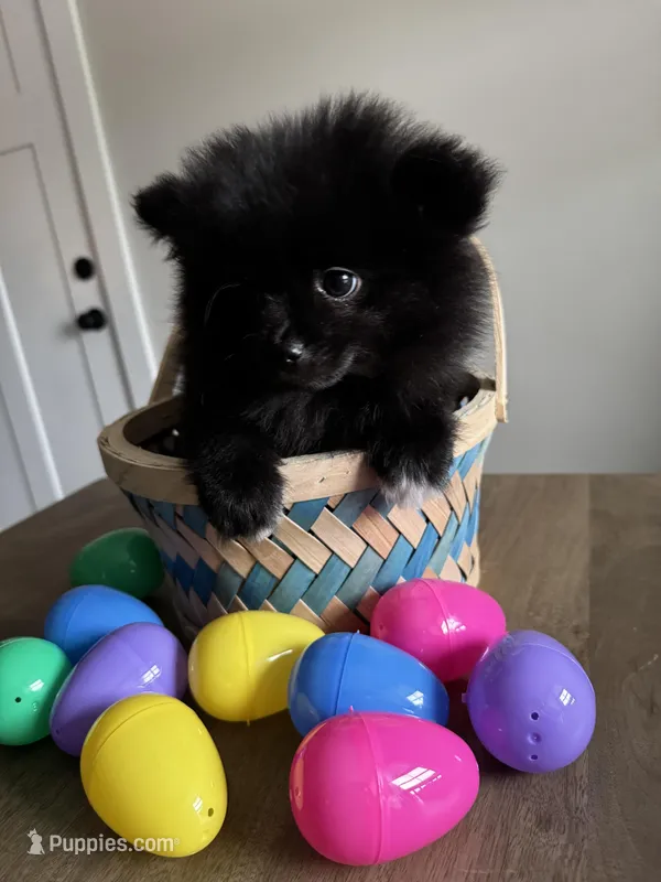 #4 Knight – Pomeranian puppy for sale in Albemarle, NC