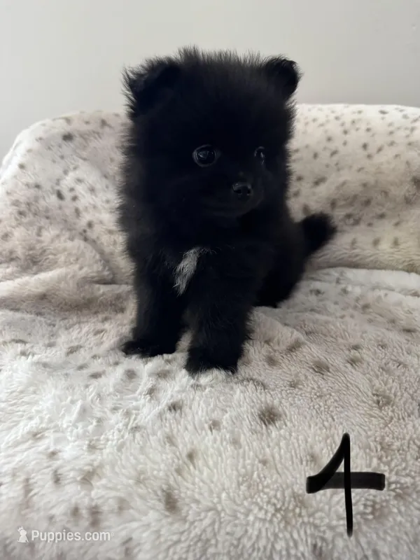 #4 Knight – Pomeranian puppy for sale in Albemarle, NC