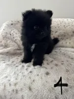#4 Knight, a male Pomeranian for sale in Albemarle, NC – Photo 1 of 5