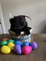 #4 Knight, a male Pomeranian for sale in Albemarle, NC – Photo 2 of 7