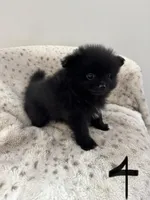 #4 Knight, a male Pomeranian for sale in Albemarle, NC – Photo 3 of 5