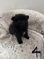 #4 Knight, a male Pomeranian for sale in Albemarle, NC – Photo 5 of 5