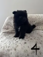 #4 Knight, a male Pomeranian for sale in Albemarle, NC – Photo 2 of 5