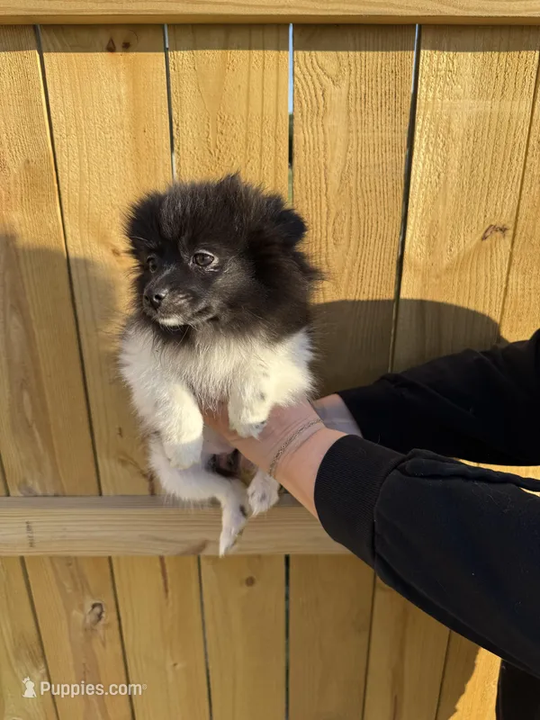 #8 your majesty  – Pomeranian puppy for sale in Albemarle, NC