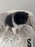 #8 your majesty , a female Pomeranian for sale in Albemarle, NC – Photo 1 of 5