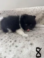 #8 your majesty , a female Pomeranian for sale in Albemarle, NC – Photo 4 of 5