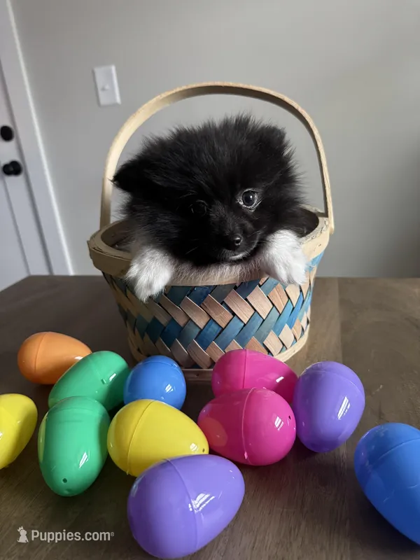 #8 your majesty  – Pomeranian puppy for sale in Albemarle, NC