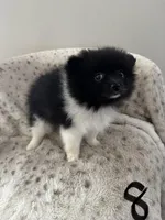 #8 your majesty , a female Pomeranian for sale in Albemarle, NC – Photo 2 of 5