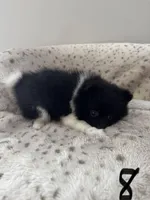 #8 your majesty , a female Pomeranian for sale in Albemarle, NC – Photo 5 of 5