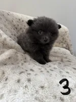 #3 gray gray, a male Pomeranian for sale in Albemarle, NC – Photo 3 of 4