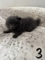#3 gray gray, a male Pomeranian for sale in Albemarle, NC – Photo 4 of 4